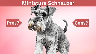 Miniature Schnauzer: The Pros & Cons of Owning One