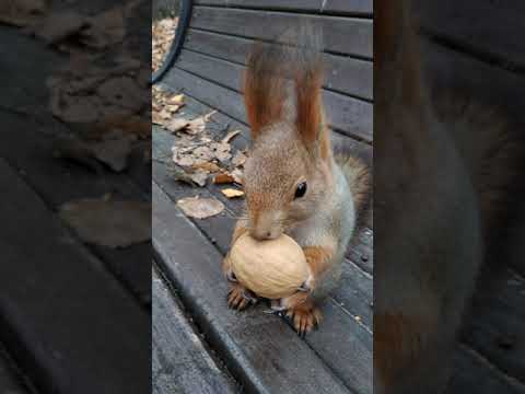 Белка в первый раз видит грецкий орех, поэтому возникают проблемы / Squirrel and walnut