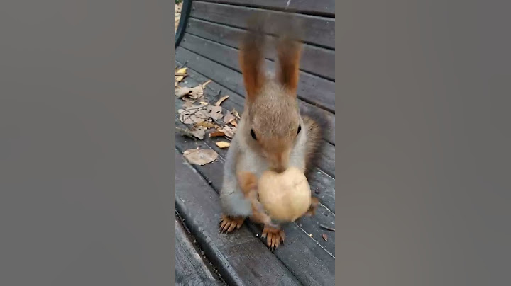 Белка в первый раз видит грецкий орех, поэтому возникают проблемы / Squirrel and walnut