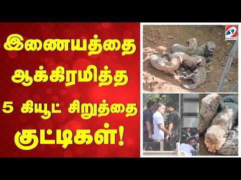 இணையத்தை ஆக்கிரமித்த 5 கியூட் சிறுத்தை குட்டிகள்!