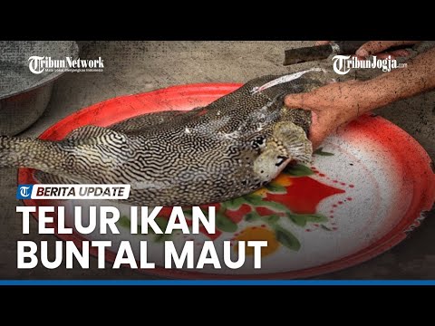 IBU DAN DUA BALITANYA TEWAS SETELAH MENYANTAP TELUR IKAN BUNTAL