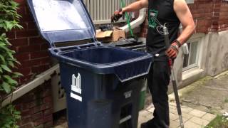 Raccoon Babies in Toronto Recycle Bin