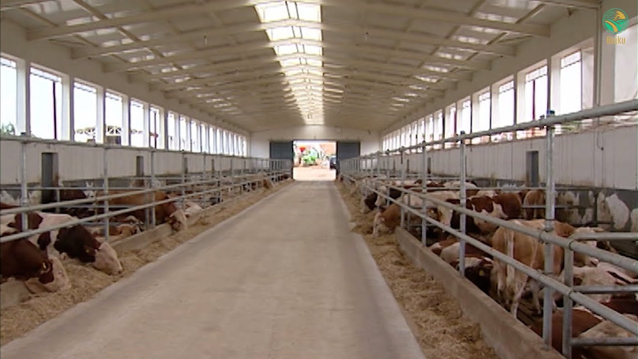 BUJKU - Ferma në Mamushë, për 400 viça për mish, me standarte evropiane, me 400 mijë euro investime