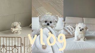 [밀크 VLOG] 아기 강아지 입양 븨로그2탄 l 강아지 일상 브이로그 l 3개월 아기 강아지 분양 l 미니비숑 성장 브이로그 l 미니비숑 일상 l 입양 온 지 일주일