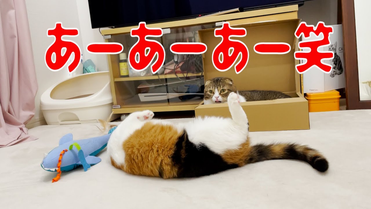 親子猫】ぽこ太郎とうま次郎に会ってきました！ちゅーるもらって