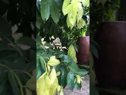 Video Đây là rau gì??? Loại lá trắng như lụa. #shortvideo - youtube