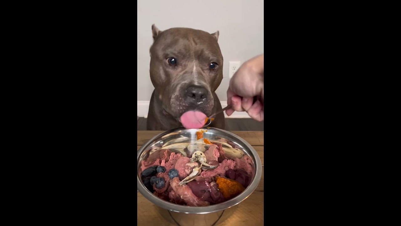 Preparing A Raw Dog Diet