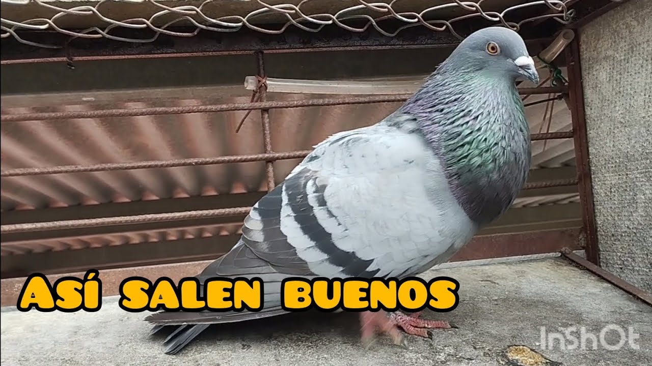 ¿Que parejas pueden dar palomos buenos? palomos deportivos ♥️..
