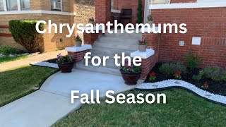 Chrysanthemums for the Fall Season (Whitley &amp; Chill Season 3, Episode 9)