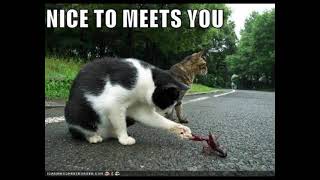 Lolcats memes 
