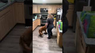 Ember’s Akc Advanced trick title