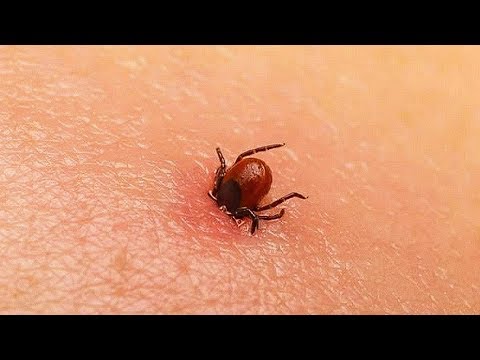 10 MOST Dangerous Bugs In The World!