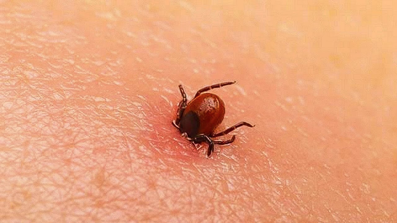 Download 10 MOST Dangerous Bugs In The World!