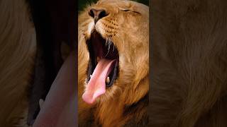 Lions yawn