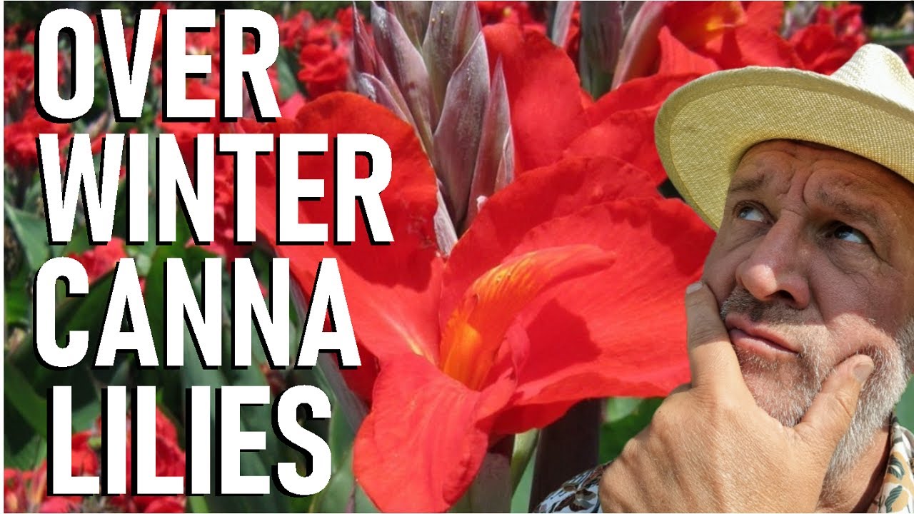 Как перезимовать канны