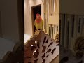 ঠিকই তো 😅#birds #trending #parrot #viral #lovebirds #pets #memes #shorts #funny