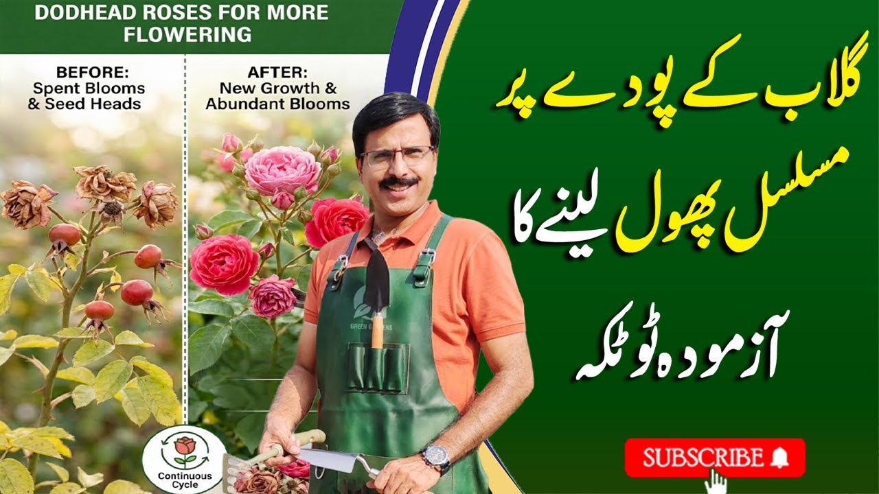 Get Continuous Flowers on Rose Plants | Importance of Deadheading | Gardening With Javed Iqbal