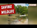 Rescuing Texas Wildlife Displaced Due To Devastating Flooding