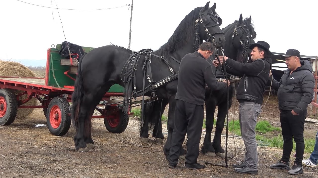 Caii lui Ionut de la Sacadat, Bihor - 2021 Nou!!!