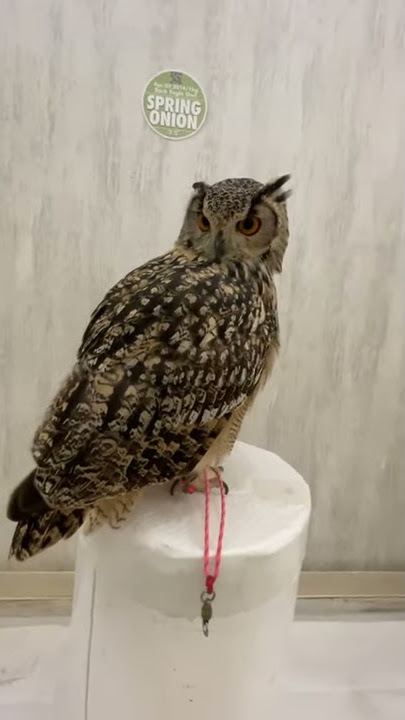 Burung Hantu Elang Batu - Panggilan dan Suara Burung Hantu