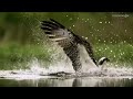 An osprey fishing in spectacular super slow motion | Highlands - Scotland's Wild Heart Mp3 Song