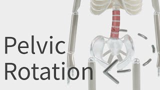 Pelvic Rotation (Twisted Pelvis).  Most common Muscle Imbalances | Scoliosis