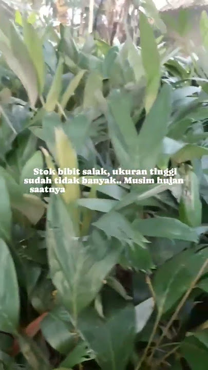 #pagarkebun #pagartanaman #bibitsalak #pagar #kebunsawit #kebunbuah @AsianAgri CP 082282348228 wa