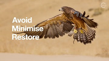 Renewables & Biodiversity: Addressing the impacts associated with the energy transition (short)