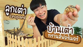 บ้านแปลงร่างได้ กับเต่าลายเสือดาวตัวจิ๋ว!!