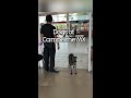 Dogs of Campeche Mexico