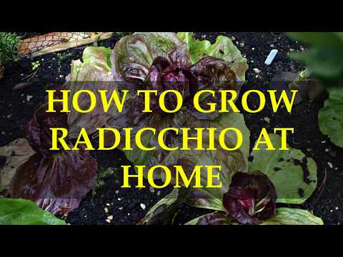 فيديو: ما هو Radicchio: تعرف على رعاية نباتات Radicchio