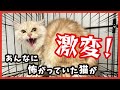 突然、家を失った猫。そして辿り着いた幸せ‥