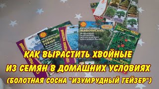 САДОВОДСТВО, КАК ВЫРАСТИТЬ ХВОЙНЫЕ ИЗ СЕМЯН В ДОМАШНИХ УСЛОВИЯХ САД ОГОРОД