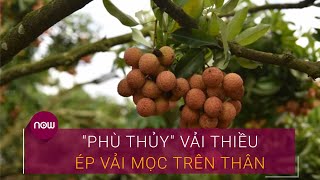 "Phù thủy" vải thiều... ép vải mọc trên thân | VTC Now