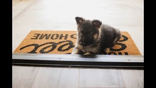 Brand New Puppy!