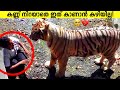      moments animals asked help to humans malayalam  storify