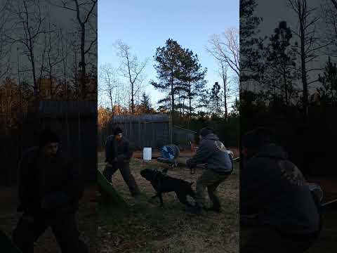 Presa Robbery Testing 