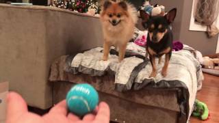 IFETCH INTERACTIVE BALL LAUNCHER FOR DOGS