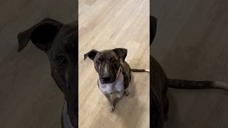 Buckwheat Noodle FEAST For Dogs!