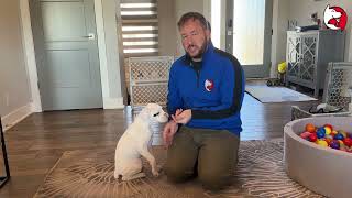 DGP Puppy Class Video - Nail Trim Desensitization by DGP Dog Behavior Videos 170 views 1 month ago 11 minutes, 51 seconds