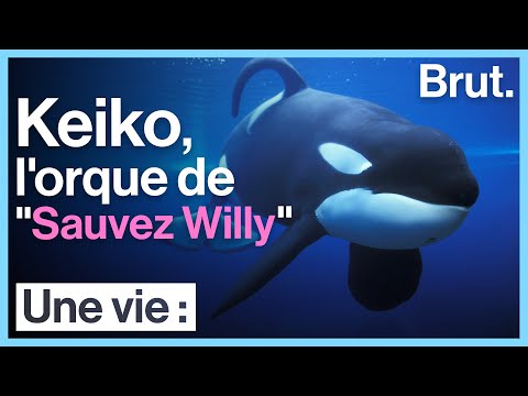 Vidéo: Tilikum était-il en liberté ?