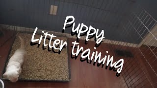 HOW TO LITTER TRAIN A PUPPY: puppy potty training pine pellets best way to litter train your pups!