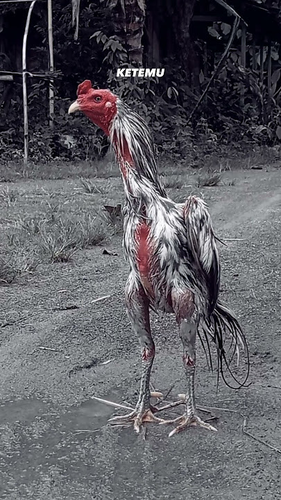 Lewung story #shorts #koplo #ayambangkok