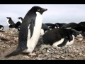 Pingüino Adelaida Cantando Sonido para Llamar El Mejor