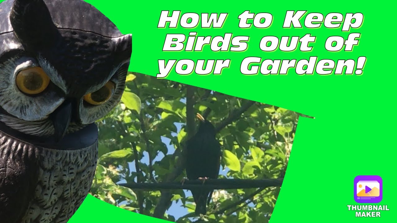 How to Keep Birds Out of the Garden! Deter birds away from eating your berries & trampling