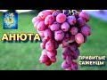 Виноград АНЮТА #1  (Grapes ANYUTA # 1)