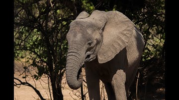 Tuskless Elephants - One Minute Nature Show
