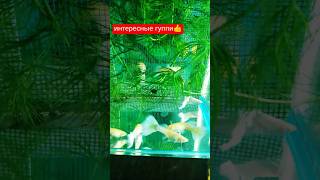 интересные рыбки гуппи 😲