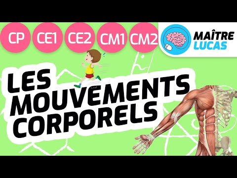 Vidéo: Anatomie, Diagramme Et Fonction Des Os Du Bras - Cartes Corporelles