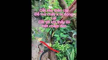 Cách xử lý cây chuối var bị hư ngọn ( ngưng phát triển) hiệu quả 100% - chuối đột biến